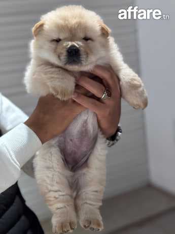 Chow chow 