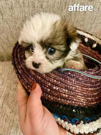 chiot bichon maltais femelle 