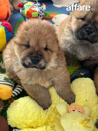 chow chow