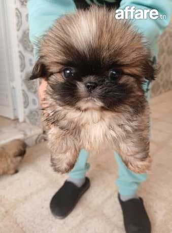 choi pekinois