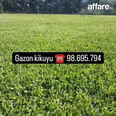 21.226.774 gazon kikuyu 🚘☎️ vente et pose fin 
