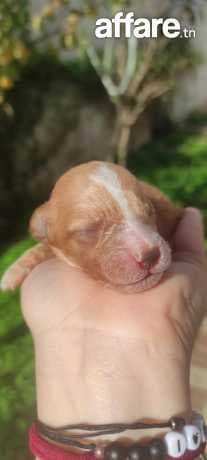 chiot bichon maltais mâle et femelle ( prix discutables)
