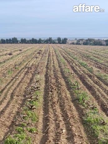 À vendre Terrains  – Kélibia