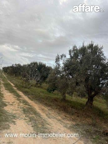 TERRAIN CLAUDIA Douikhla Hammamet Sud T1219