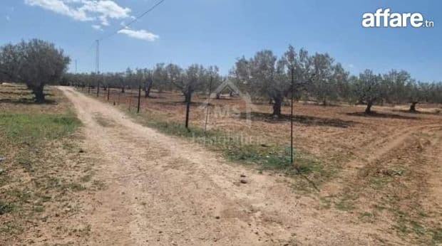 Quatre lots de terrain à vendre à Hammamet Sud 51355351