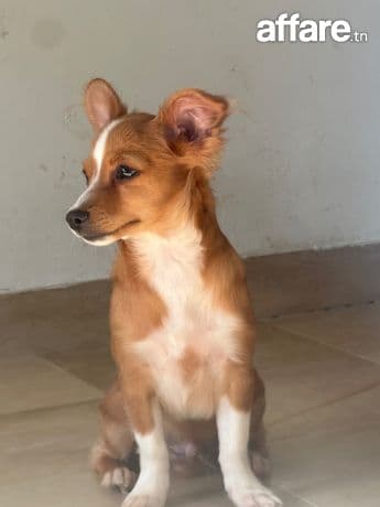Chihuahua