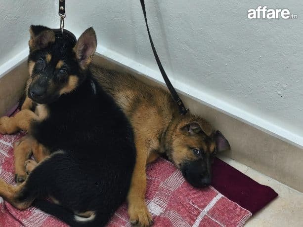Deux chiots berger allemand