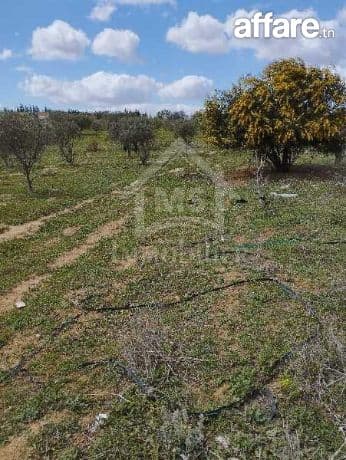 Un lot de terrain de 500 m² à vendre à 55 MD à Hammamet Sud