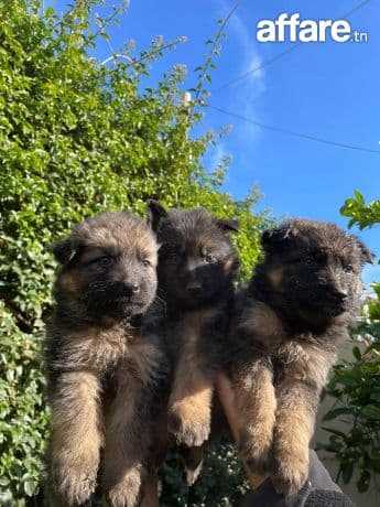 Chiot berger allemend ✅