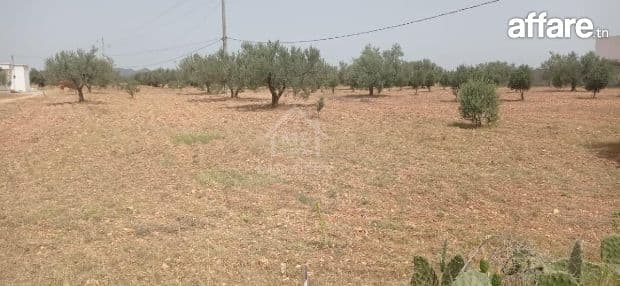 Terrain de 4800 m² à Sidi Mtir à vendre à 270 MD 51355351