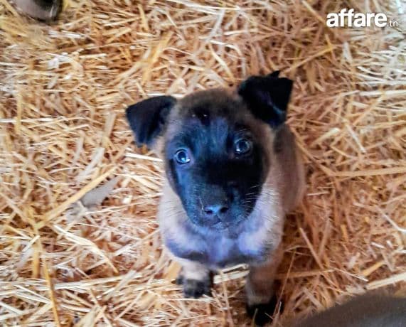 Chiots Malinois charbonner 