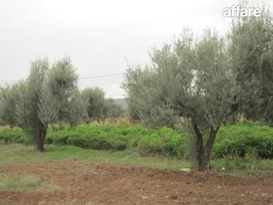 Ferme 4 Hectare El Amaiem