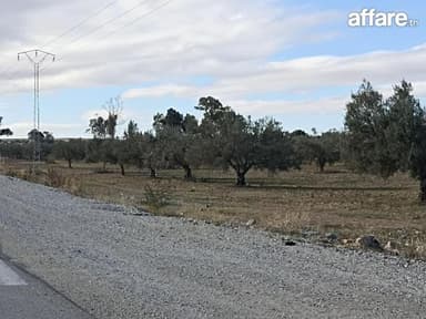 Ferme D'olives 10H5 Bir Mcherga