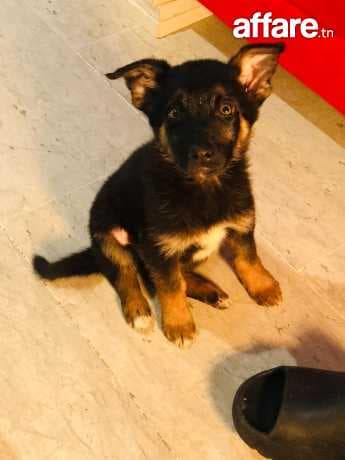 Berger Allemand Femelle magnifique 
