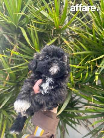 Chien bichon croisé avec pekinois 