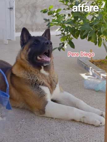  Vendre : Magnifiques Chiots Akita American 🐶❤️