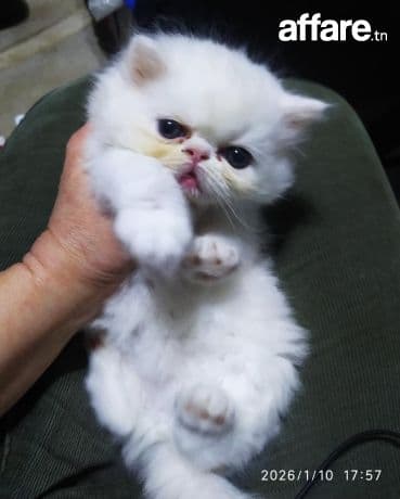 À VENDRE CHATONS PERSAN