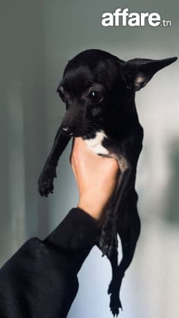 🐶 Chihuahua noir poil court – 3 mois – Race pure