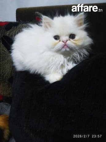 À VENDRE CHATONS PERSAN