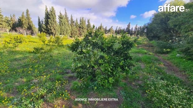 À Vendre : Belle Campagne à Ghardaia, Nabeul – 2700 m²