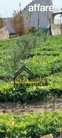 terrain agricole à vendre