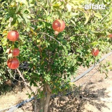 terrain contenant plusieurs arbres