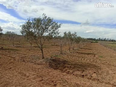 Terrain d oliviers 2h bir mcherga