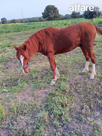 Cheval barbe
