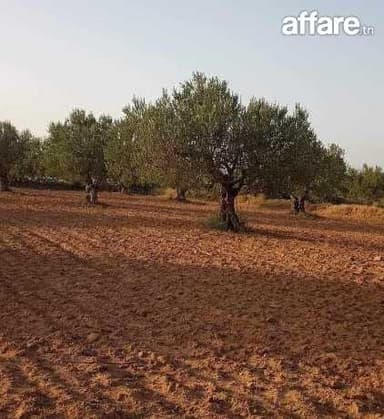 أرض فلاحية للبيع في قفصة الشمالية