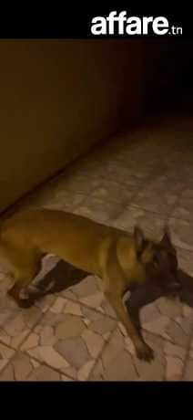 Chienne malinois 