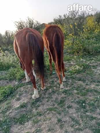 Cheval, barbe 