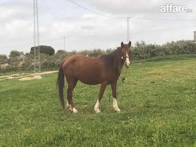Cheval barbe