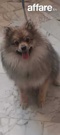 Beau spitz male a vendre prix très intéressant age 1 ans 