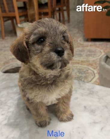 Chiots Bichon Caniche