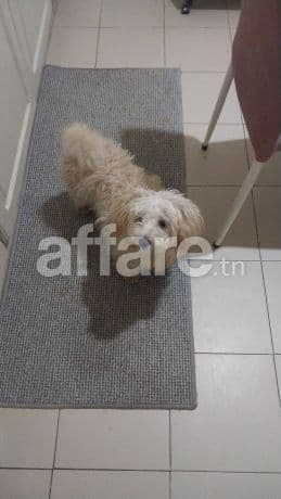 Canich bichon maltais três propre dressè