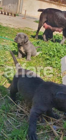 Av chiots cane corso