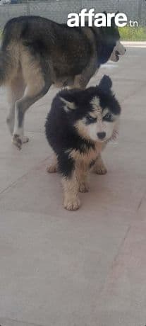 3 adorables chiots Husky à vendre