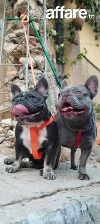 A vendre femelle bouledogue français 