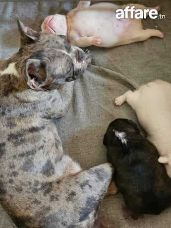A vendre femelle bouledogue français 