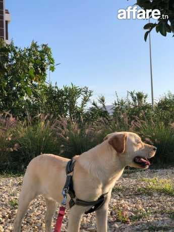 chien labrador geant (bizerte+tunis)