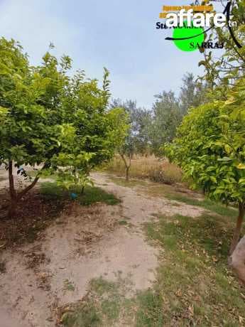 Agréable #Senia #Cloturé [#2 Hectares]#Kalaa Kebira #Baloum