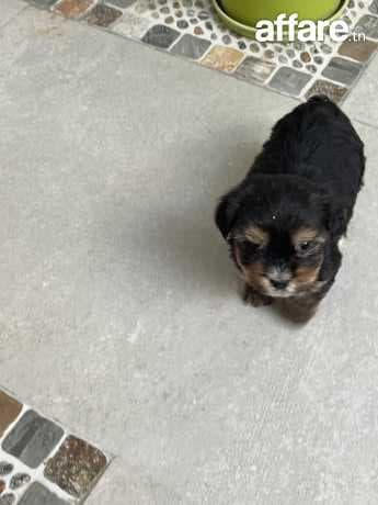 Chiot yorkshire
