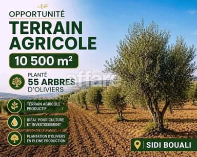 #Terrain [#10500m²] Prés #Maisons d’hôte Signo #Sidi Bouali