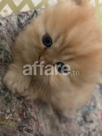 Chatons Persan Mâles à vendre