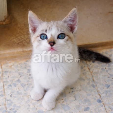 عمر شهرين عينيه زرق croisé قط سيامي 