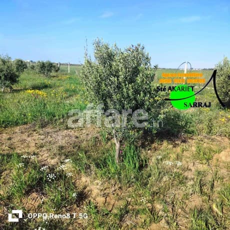 #Senia #Clôturé [#12000m²] #Al Sath Vers #Chouicha 