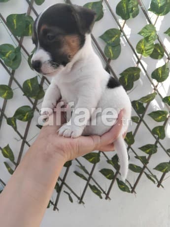 Jack russell terrier 