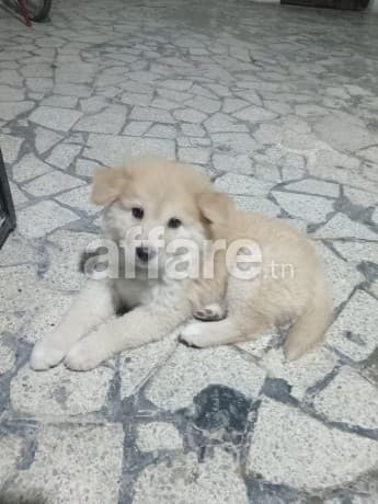 Berger de Maremme et des Abruzzes