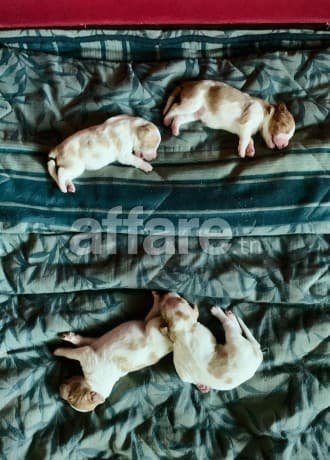 Chiots Épagneul Breton / Brittany Spaniel Puppies