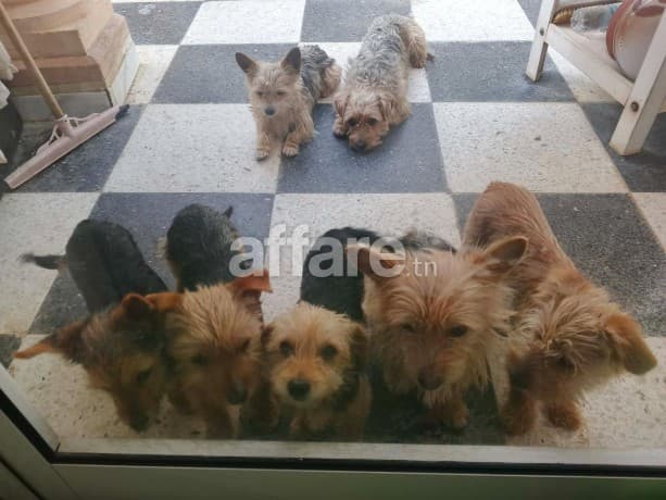 Vente chien 🐕 Yorkshire 